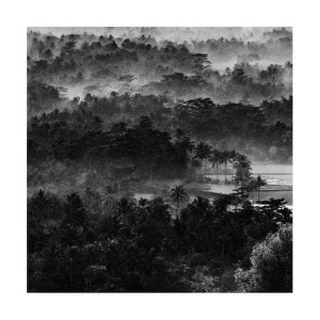 Johanes Januar 'Mist In The Morning Forest' Canvas Art,35x35